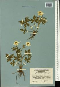 Ranunculus grandiflorus L., Caucasus, South Ossetia (K4b) (South Ossetia)