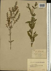 Nepeta nuda subsp. nuda, Eastern Europe, Central forest-and-steppe region (E6) (Russia)