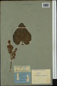 Rheum palmatum L., Western Europe (EUR) (Not classified)