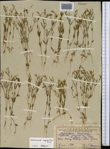 Centaurium pulchellum var. meyeri (Bunge) Omer, Middle Asia, Western Tian Shan & Karatau (M3) (Kazakhstan)