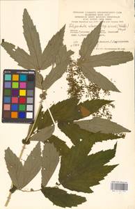 Filipendula ulmaria (L.) Maxim., Eastern Europe, Central region (E4) (Russia)