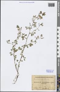 Medicago falcata L., Eastern Europe, Moscow region (E4a) (Russia)