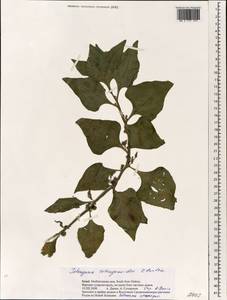Tetragonia tetragonoides (Pall.) Kuntze, South Asia, South Asia (Asia outside ex-Soviet states and Mongolia) (ASIA) (Israel)
