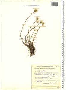 Hordeum marinum subsp. gussoneanum (Parl.) Thell., Caucasus, Krasnodar Krai & Adygea (K1a) (Russia)