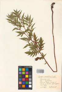 MHA 0 157 848, Lycopus exaltatus L.fil., Eastern Europe, Western region (E3) (Russia)