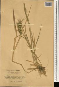 Triticum aestivum L., South Asia, South Asia (Asia outside ex-Soviet states and Mongolia) (ASIA) (China)