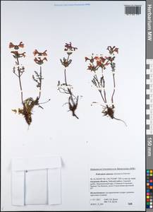 Pedicularis amoena Adams ex Steven, Siberia, Russian Far East (S6) (Russia)