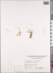 Ranunculus pygmaeus Wahlenb., Siberia, Chukotka & Kamchatka (S7) (Russia)