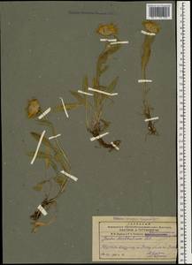 Inula montbretiana DC., Caucasus, Armenia (K5) (Armenia)