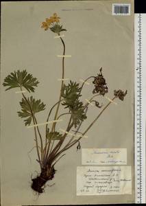 Anemonastrum narcissiflorum subsp. crinitum (Juz.) Raus, Siberia, Altai & Sayany Mountains (S2) (Russia)