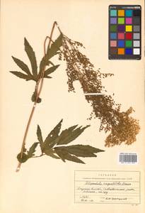 Filipendula angustiloba (Turcz. ex Fisch. & C. A. Mey.) Maxim., Siberia, Russian Far East (S6) (Russia)