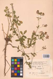 Medicago sativa L., Eastern Europe, West Ukrainian region (E13) (Ukraine)