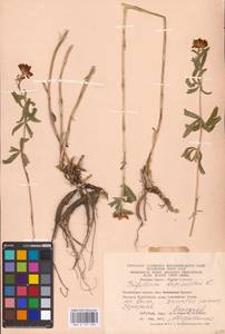 Trifolium lupinaster L., Eastern Europe, Eastern region (E10) (Russia)