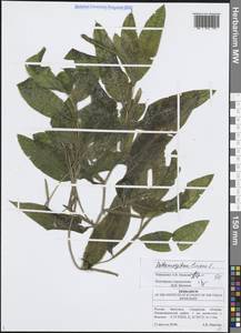 Potamogeton lucens L., Eastern Europe, Middle Volga region (E8) (Russia)