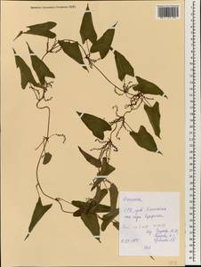 Dioscorea, South Asia, South Asia (Asia outside ex-Soviet states and Mongolia) (ASIA) (Vietnam)