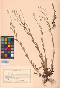 MHA 0 153 040, Myosotis arvensis (L.) Hill, Eastern Europe, Central forest-and-steppe region (E6) (Russia)