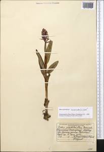 Dactylorhiza incarnata (L.) Soó, Middle Asia, Dzungarian Alatau & Tarbagatai (M5) (Kazakhstan)