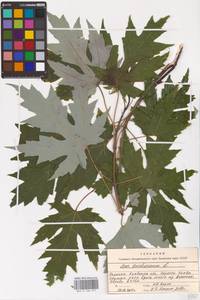 Acer saccharinum L., Eastern Europe, North Ukrainian region (E11) (Ukraine)