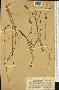 Carex lepidocarpa Tausch, Western Europe (EUR) (Germany)