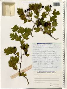 Crataegus monogyna Jacq., Caucasus, Dagestan (K2) (Russia)