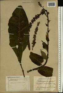 Verbascum nigrum L., Eastern Europe, Latvia (E2b) (Latvia)