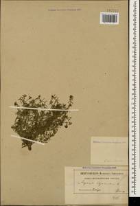 Cynanchica biebersteinii (V.I.Krecz.) P.Caputo & Del Guacchio, Caucasus (no precise locality) (K0)