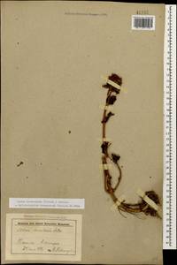 Hylotelephium maximum subsp. ruprechtii (Jalas) Dostál, Caucasus, Stavropol Krai, Karachay-Cherkessia & Kabardino-Balkaria (K1b) (Russia)