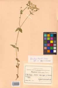Cerastium fischerianum Ser., Siberia, Russian Far East (S6) (Russia)
