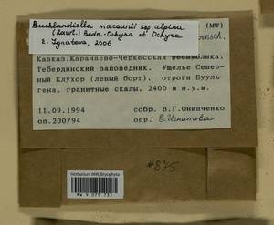 Bucklandiella macounii subsp. alpina (E. Lawton) Bedn.-Ochyra & Ochyra, Bryophytes, Bryophytes - North Caucasus & Ciscaucasia (B12) (Russia)