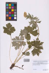 Trollius europaeus L., Eastern Europe, Moscow region (E4a) (Russia)
