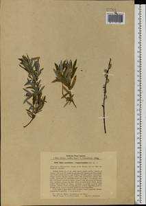 Salix acutifolia × rosmarinifolia, Eastern Europe, North-Western region (E2) (Russia)