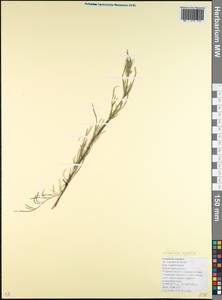 Lomelosia argentea (L.) Greuter & Burdet, Caucasus, Krasnodar Krai & Adygea (K1a) (Russia)