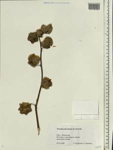 Nicandra physalodes (L.) Gaertn., Eastern Europe, Central region (E4) (Russia)