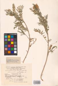 Astragalus onobrychis L., Eastern Europe, West Ukrainian region (E13) (Ukraine)
