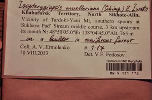 MW 9 111 176, Isopterygiopsis catagonioides (Broth.) Ignatov & Ignatova, Bryophytes, Bryophytes - Russian Far East (excl. Chukotka & Kamchatka) (B20) (Russia)