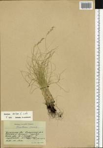 Festuca ovina L., Siberia, Baikal & Transbaikal region (S4) (Russia)