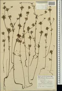 Helianthemum ledifolium subsp. lasiocarpum (Jacques & Hérincq) Nyman, Crimea (KRYM) (Russia)