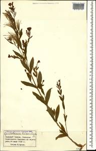 Epilobium hirsutum L., Caucasus, Stavropol Krai, Karachay-Cherkessia & Kabardino-Balkaria (K1b) (Russia)