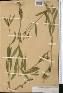 Cephalaria syriaca (L.) Schrad., Middle Asia, Western Tian Shan & Karatau (M3) (Kazakhstan)