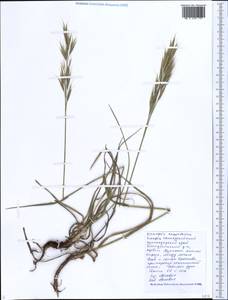 Bromus sclerophyllus Boiss., Caucasus, Black Sea Shore (from Novorossiysk to Adler) (K3) (Russia)