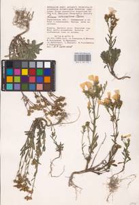 Linum ucranicum (Griseb. ex Planch.) Czern., Eastern Europe, Lower Volga region (E9) (Russia)