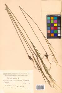 Turritis glabra L., Siberia, Russian Far East (S6) (Russia)