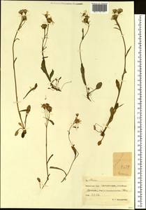 Tephroseris subfrigida (Kom.) Holub, Siberia, Chukotka & Kamchatka (S7) (Russia)