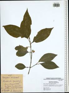 Euonymus europaeus L., Eastern Europe, Central region (E4) (Russia)