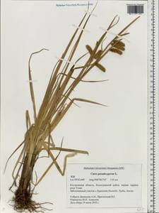 Carex pseudocyperus L., Eastern Europe, Central forest region (E5) (Russia)