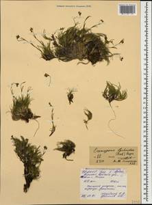 Eremogone lychnidea (M. Bieb.) Rupr., Caucasus, North Ossetia, Ingushetia & Chechnya (K1c) (Russia)