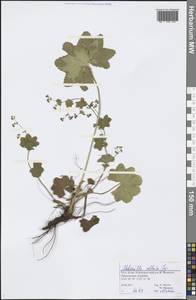 Alchemilla altaica Juz., Eastern Europe, Northern region (E1) (Russia)