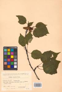 Betula ermanii Cham., Siberia, Chukotka & Kamchatka (S7) (Russia)