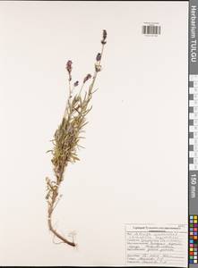 Lavandula angustifolia Mill., Eastern Europe, Central region (E4) (Russia)
