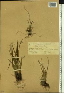 Carex tenuiformis H.Lév. & Vaniot, Siberia, Russian Far East (S6) (Russia)
